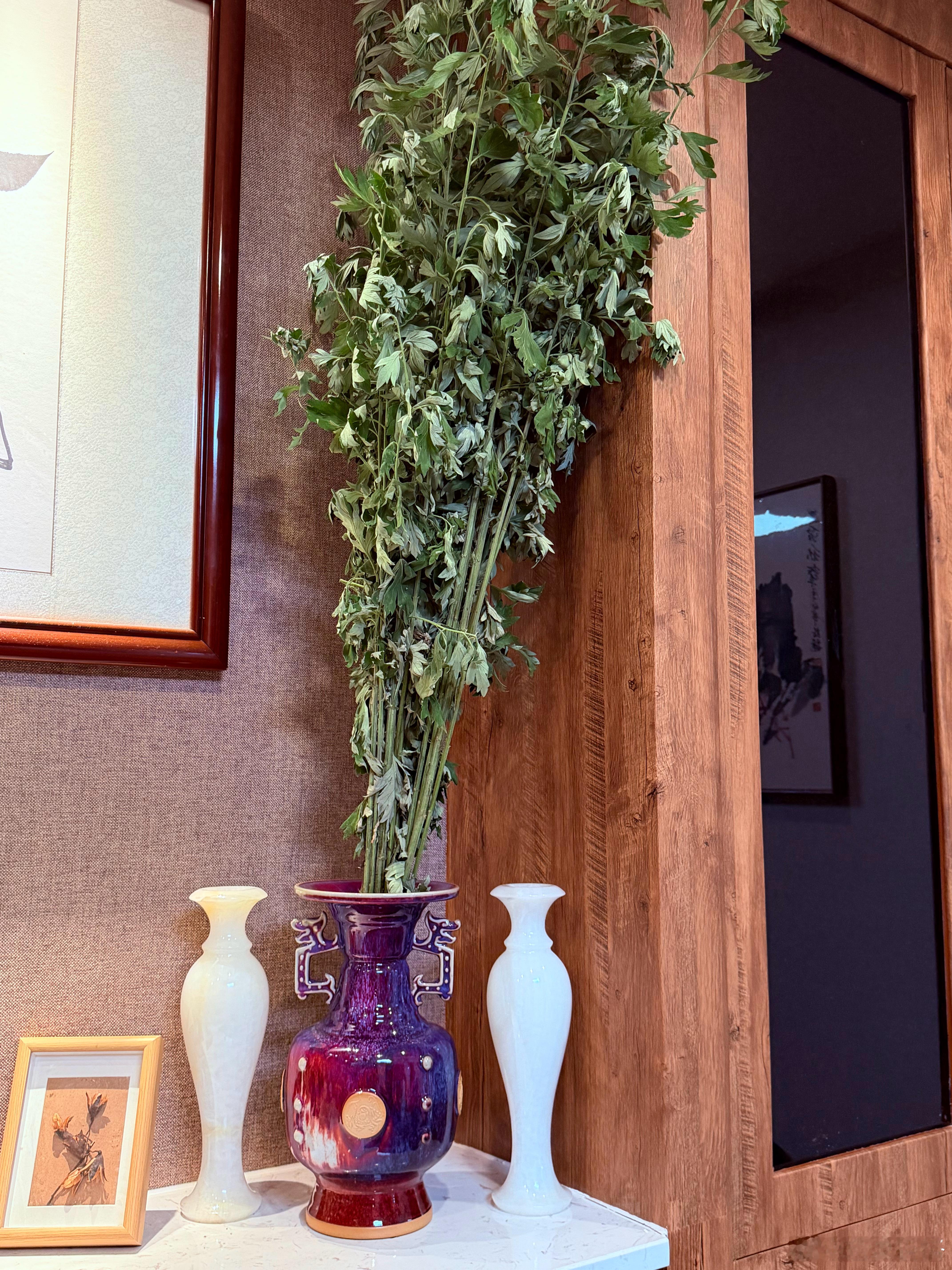 我养的植物也都比较潦草