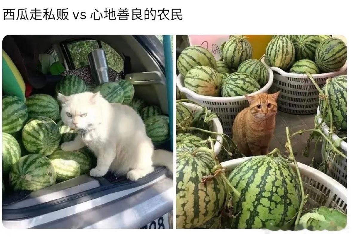 猫咪的面相也很重要