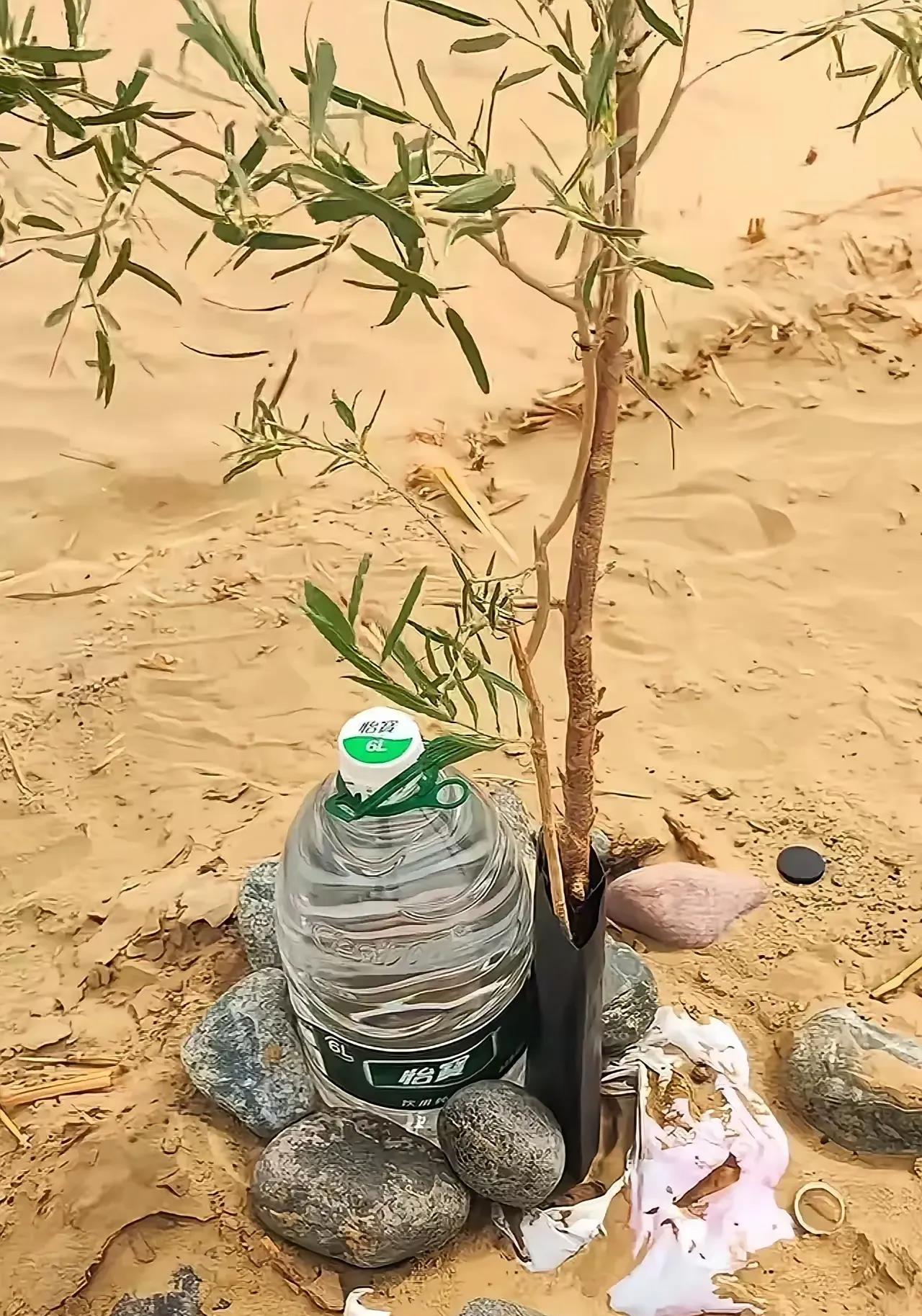 你觉得，这样在沙漠种树，可不可以种成参天大树呢？