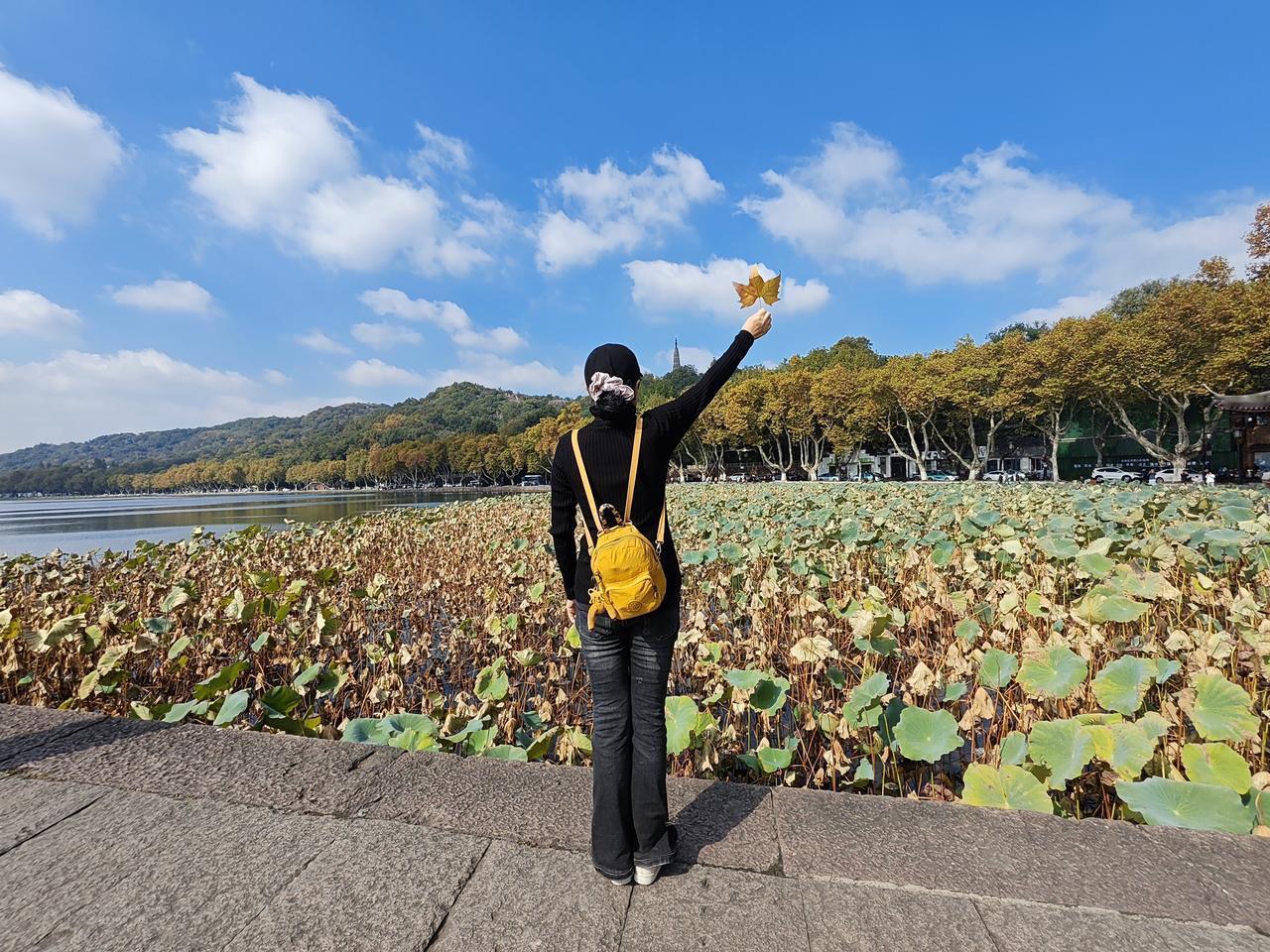 秋天转眼即逝，冬天已经来临。西湖断桥的荷叶已经变成焦黄色，仿佛在跟前来游玩的人们