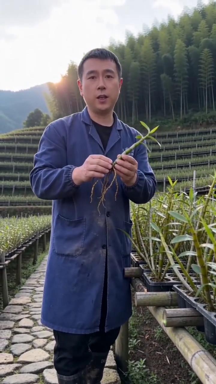 我是霍山户农，很多人买不到真的是因为中间商太多了。我家只做这种带根须的，你看这胶