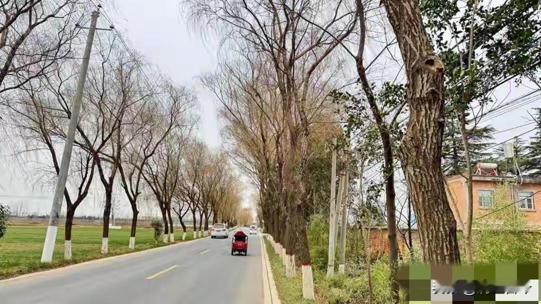 2024年11月12日，56岁女教师白琳上班途中撞树枝身亡。一开始交警认定白琳超