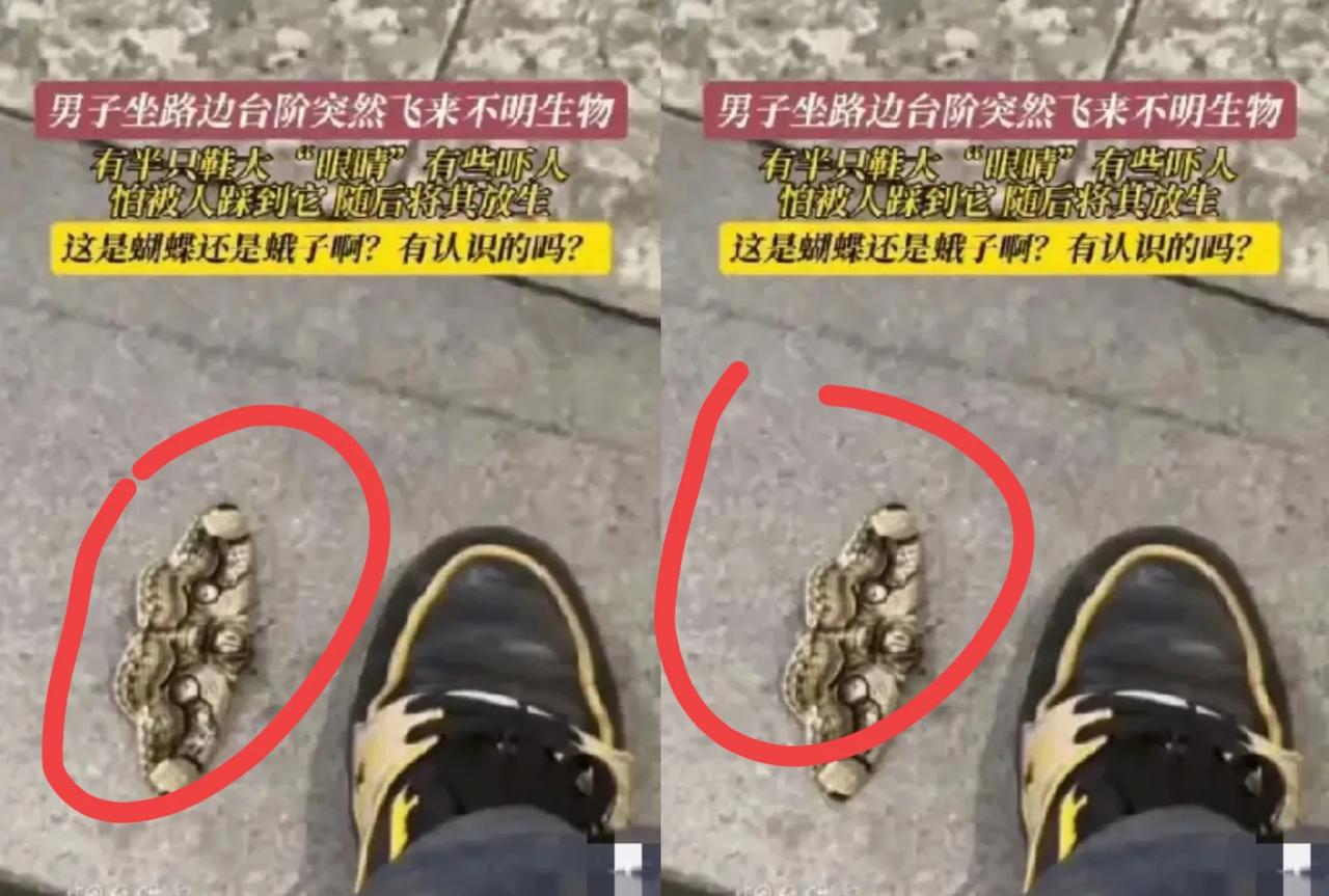 “谁懂啊！放走半只鞋大的虫子，竟错失58万！”福建有位大哥，在路边救了只怪虫子，