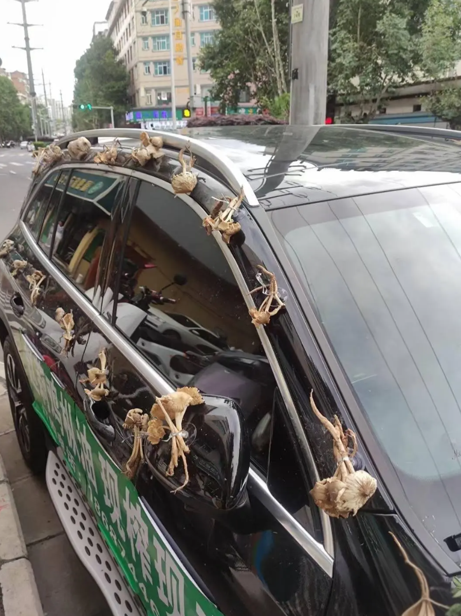 这真的是云南的婚车吗?一车菌子