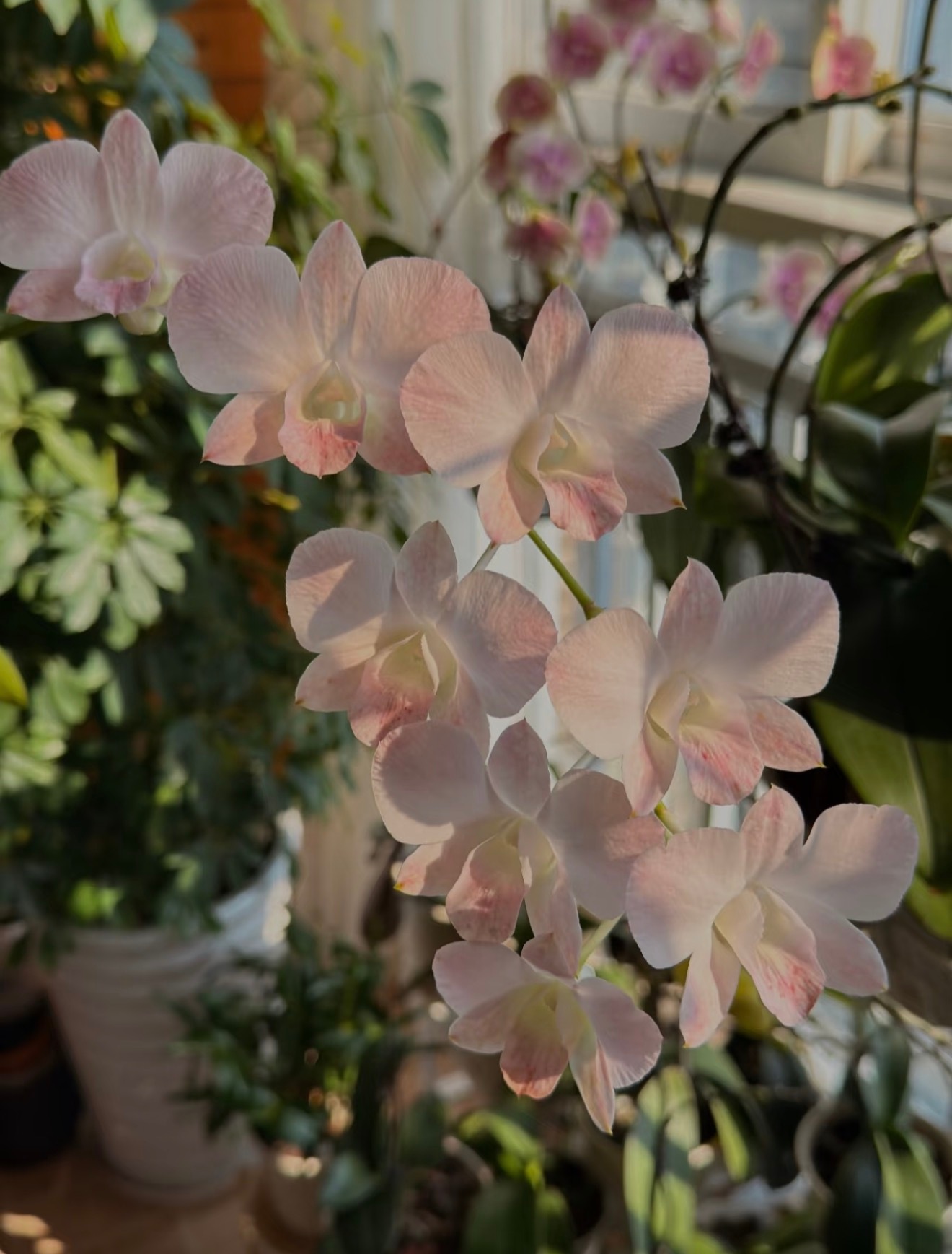 2200石斛兰的核心种植方法：1.栽培方式：1️⃣附生（模拟原生环境）：绑在树