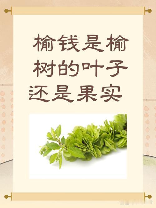 榆钱是花还是种子？90%的人都搞错了，看完涨知识每年春暖花开的时节，乡间路