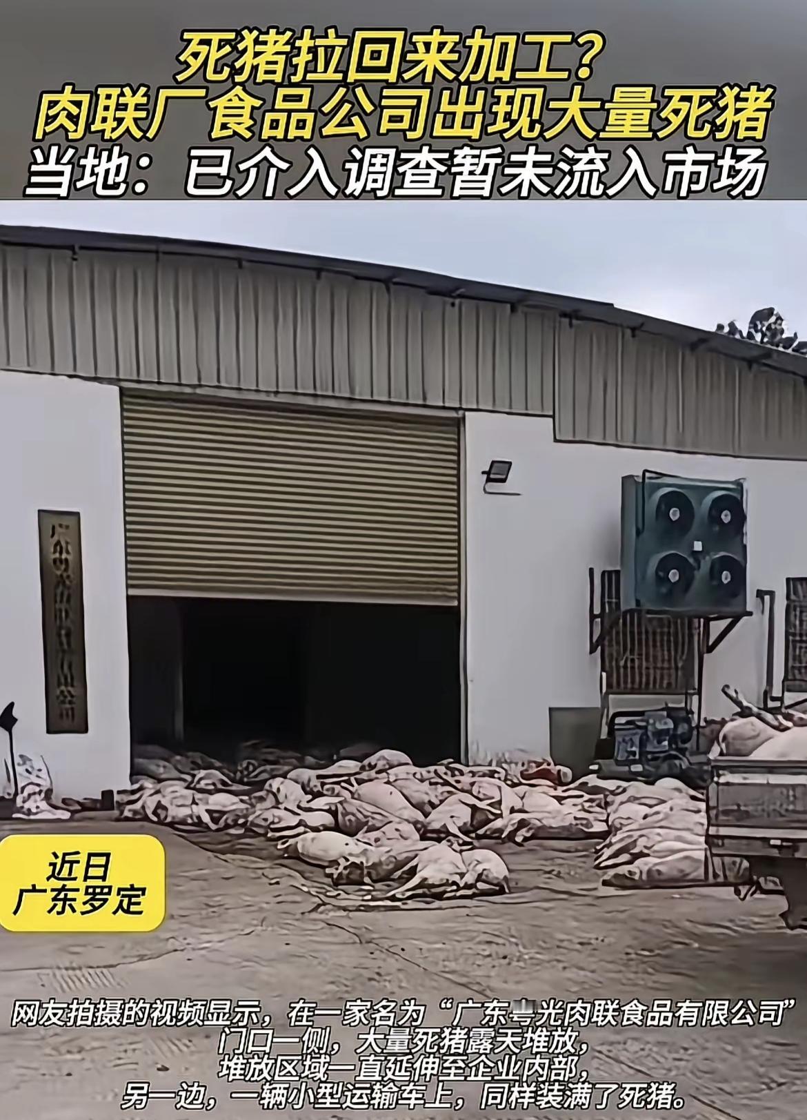 这绝对不是第一次！只是以前没有被发现而已。位于广东罗定的这家肉联厂堆积了大量死猪