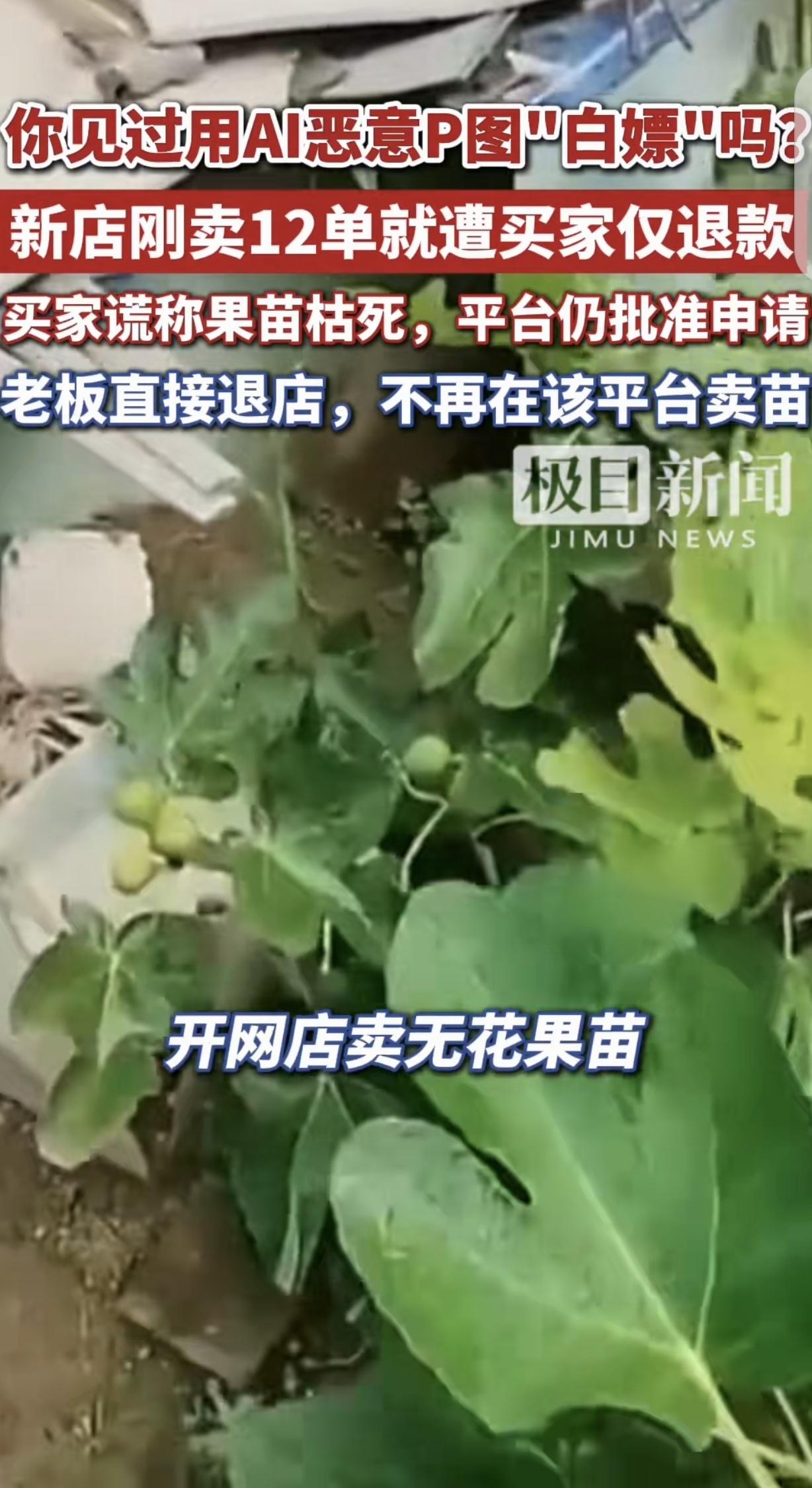 “白嫖泛滥！”河北，一男子开网店，卖他种的无花果苗，才卖了12单，他就收到仅退款