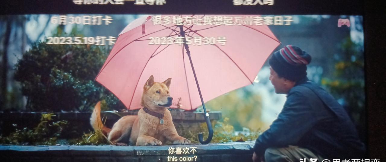 冯小刚这次被一只叫八筒的狗，抢光了风头。你敢信吗？电影里那只中华田园犬，每一