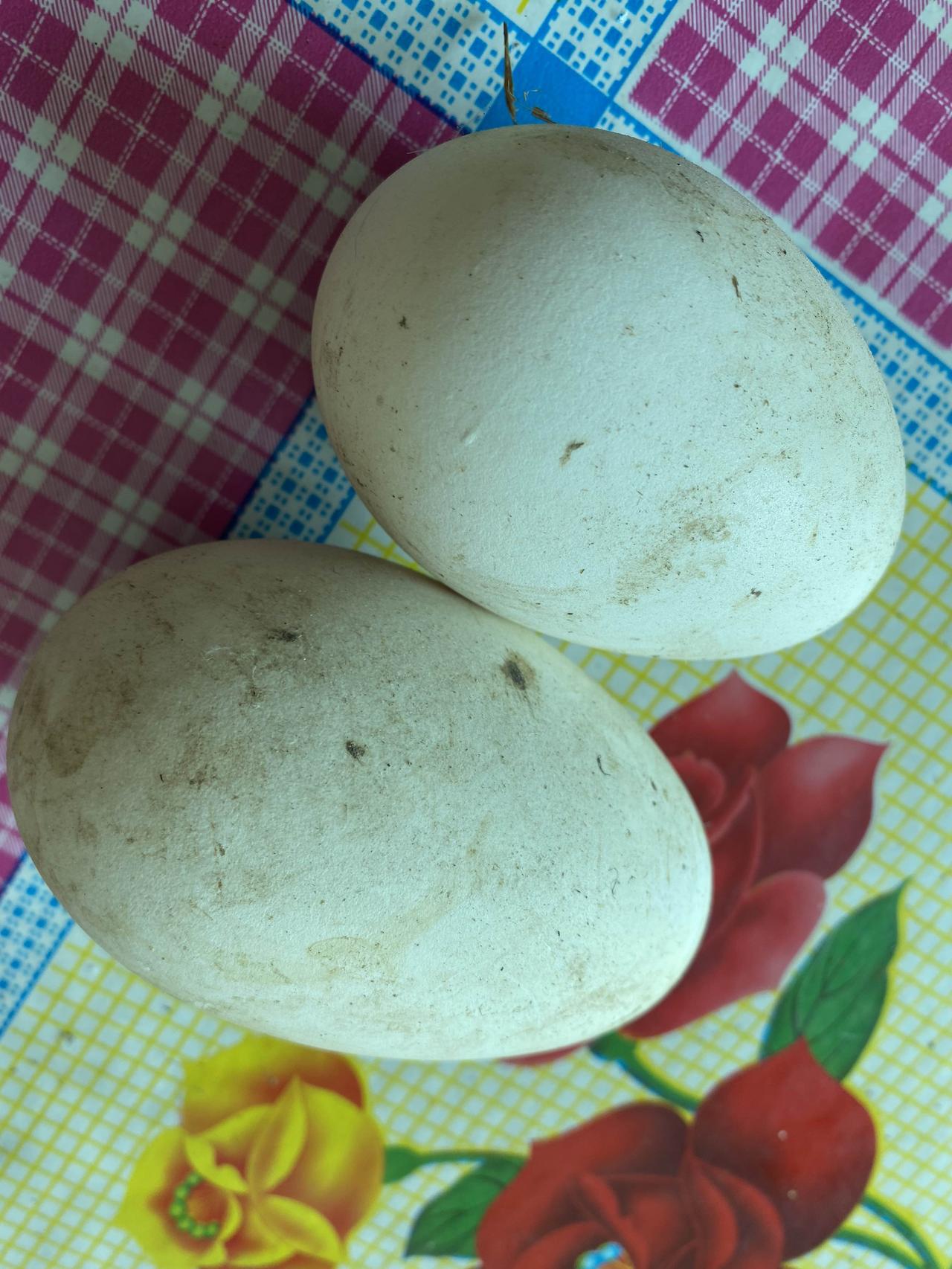 万万没想到大鹅下的鹅蛋居然这么大一个，我看着都惊呆了，朋友们你们看看这个是不是双