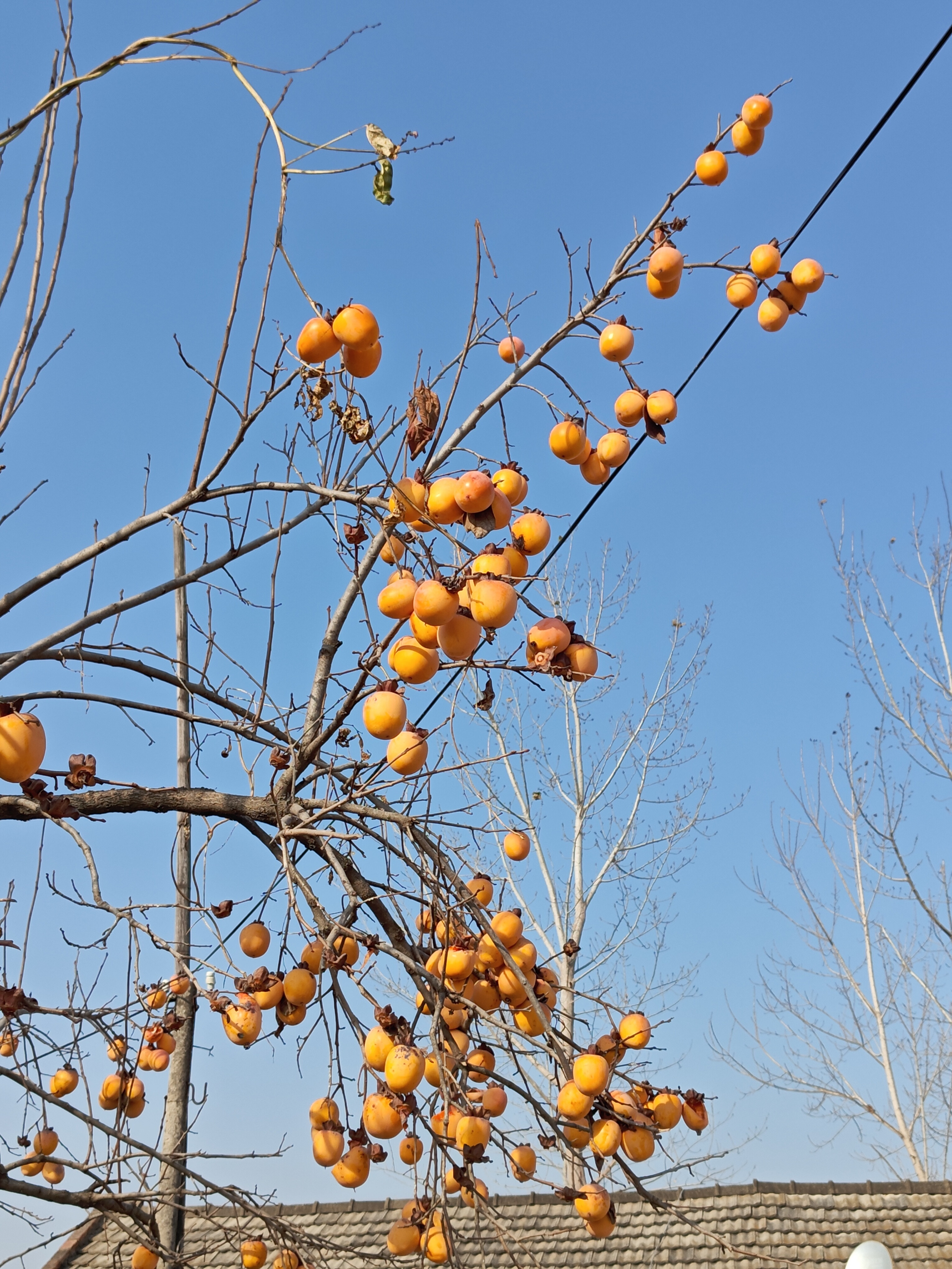 疯狂炫吧一炫一个不吱声