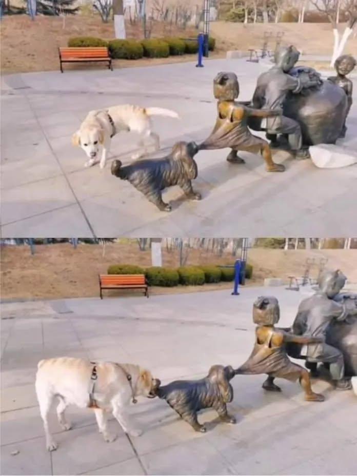 爱帮忙的狗狗🐶