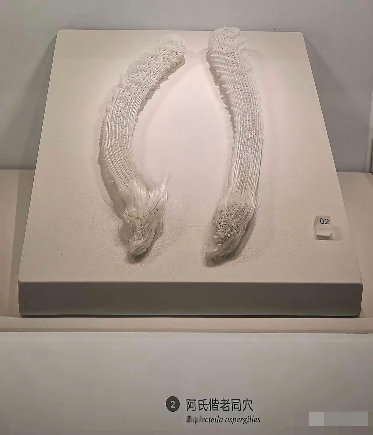 昨天去博物馆里看见的，叫偕老同穴感觉这个名字好浪漫哦