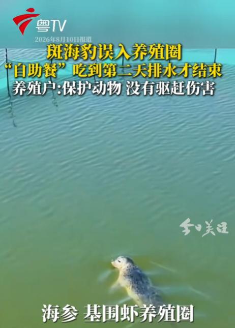 大连，一只斑海豹，竟然趁着上水偷偷溜进了一处海参和基围虾养殖圈，面对满池子的“山