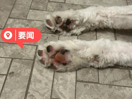 养狗人都懂，就喜欢闻这个味儿！！！