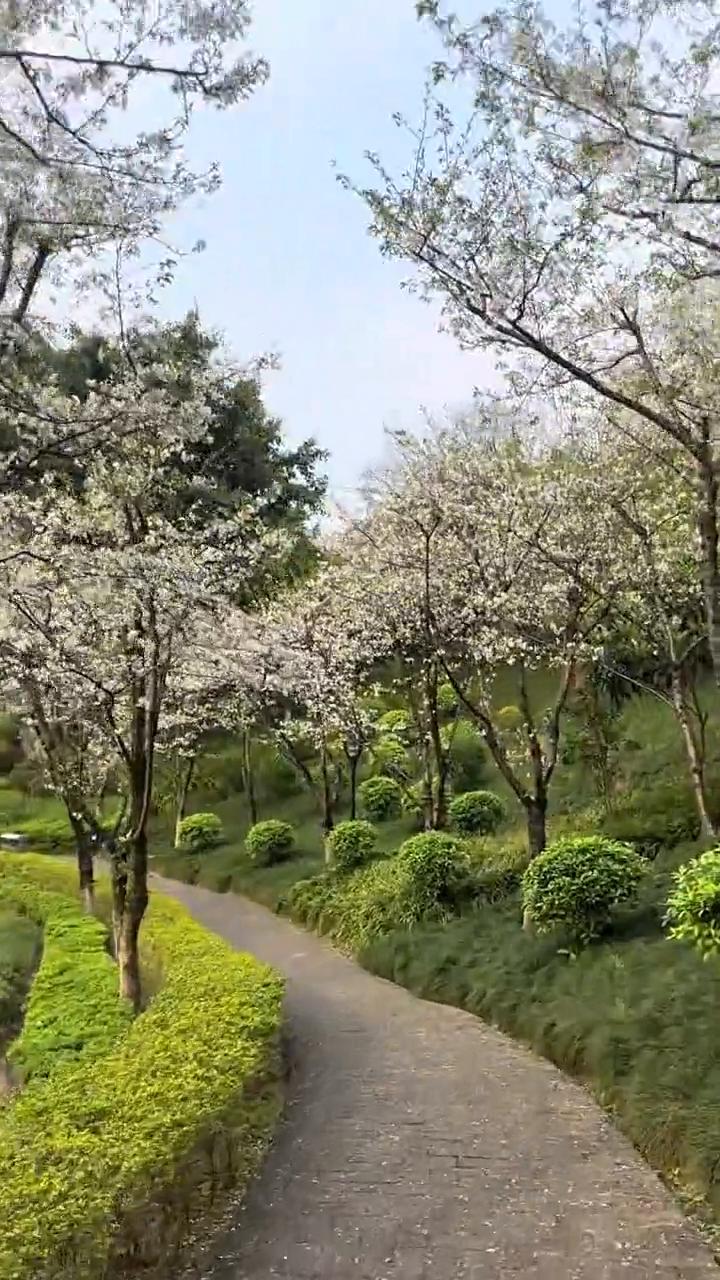 修剪的太丑了，半山公园现在人气好差。三月十三号，重庆最晚的樱花都已经盛开的重庆半
