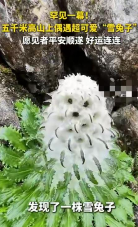 “火到央视了！”西藏喜马拉雅山，一男子爬到海拔5000米偶遇“雪兔子”。高山