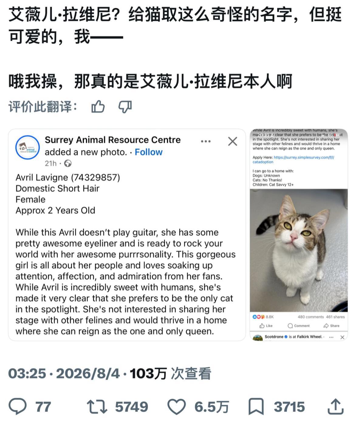 眼线小猫被起名艾薇儿在外网走红