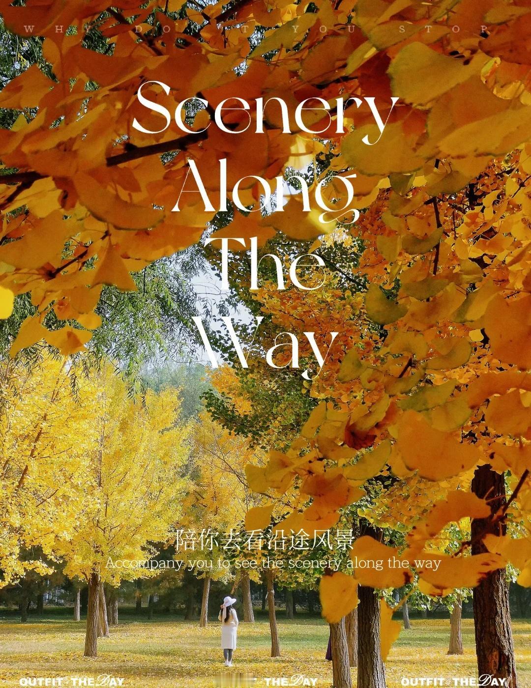 又是一年奥森银杏季，最全奥森银杏林攻略！奥森里的银杏分布很广，跑道旁、湖面、山