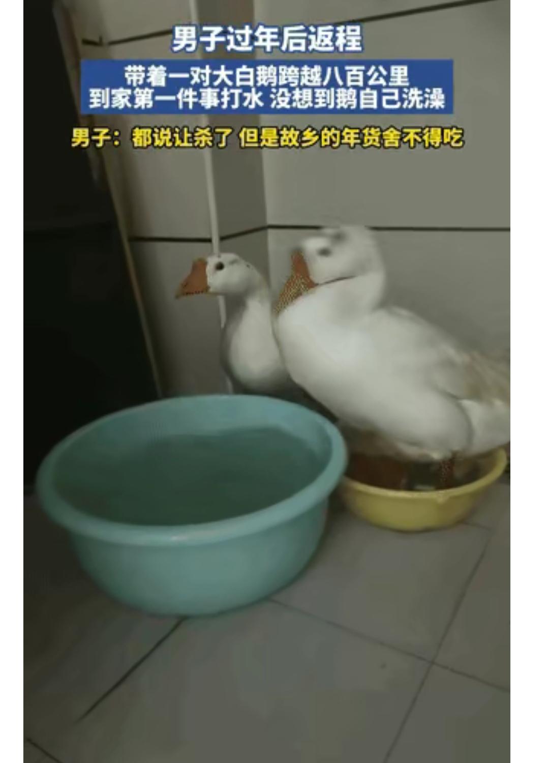 连“科学都解释不清了！”近日河南一网友分享了自己过年从老家带的年货。其中有两只