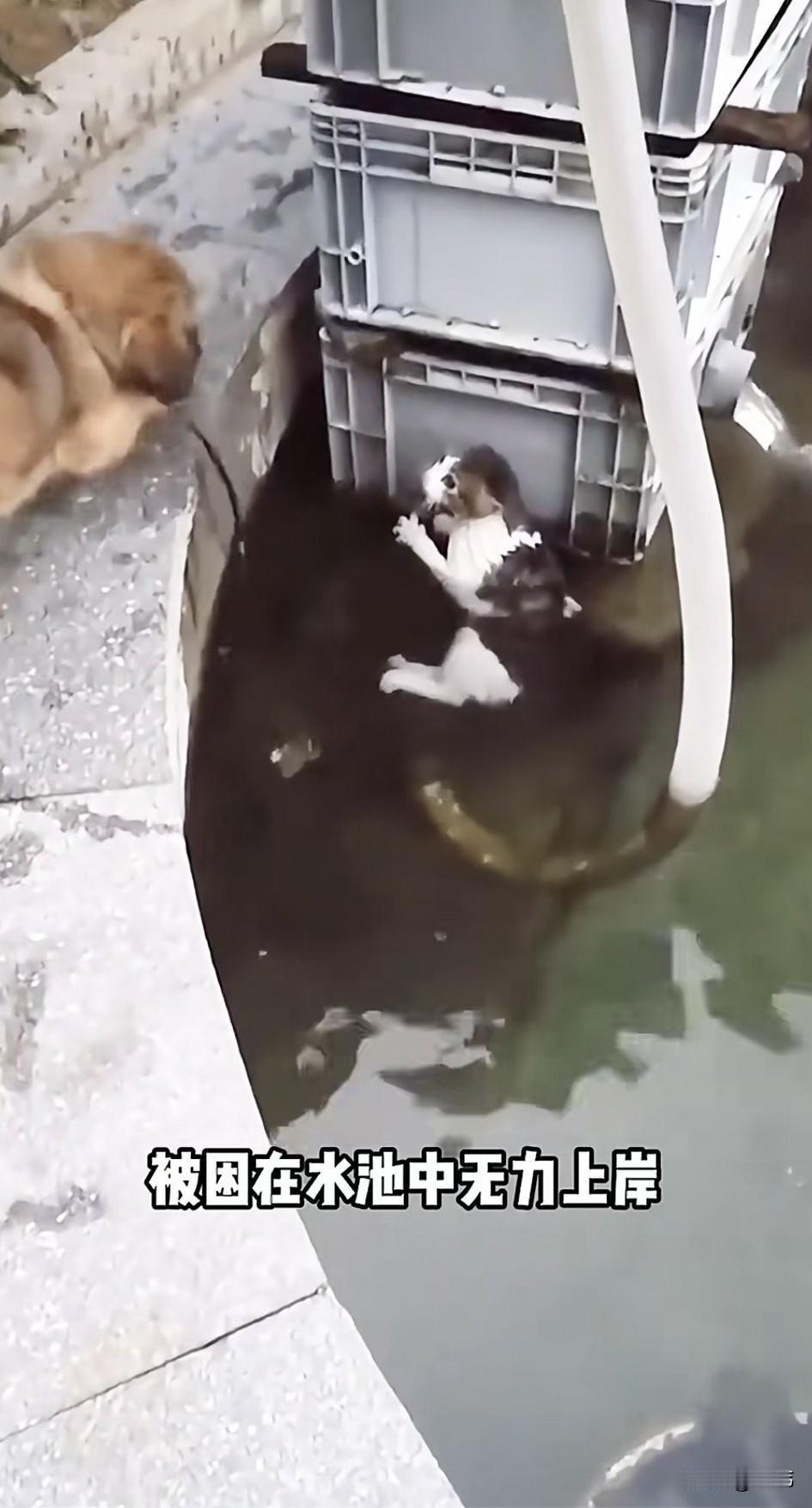 太感人了！动物之间也有互相帮助，也有救助之心！这天一只流浪猫不慎滑落到一个水池里