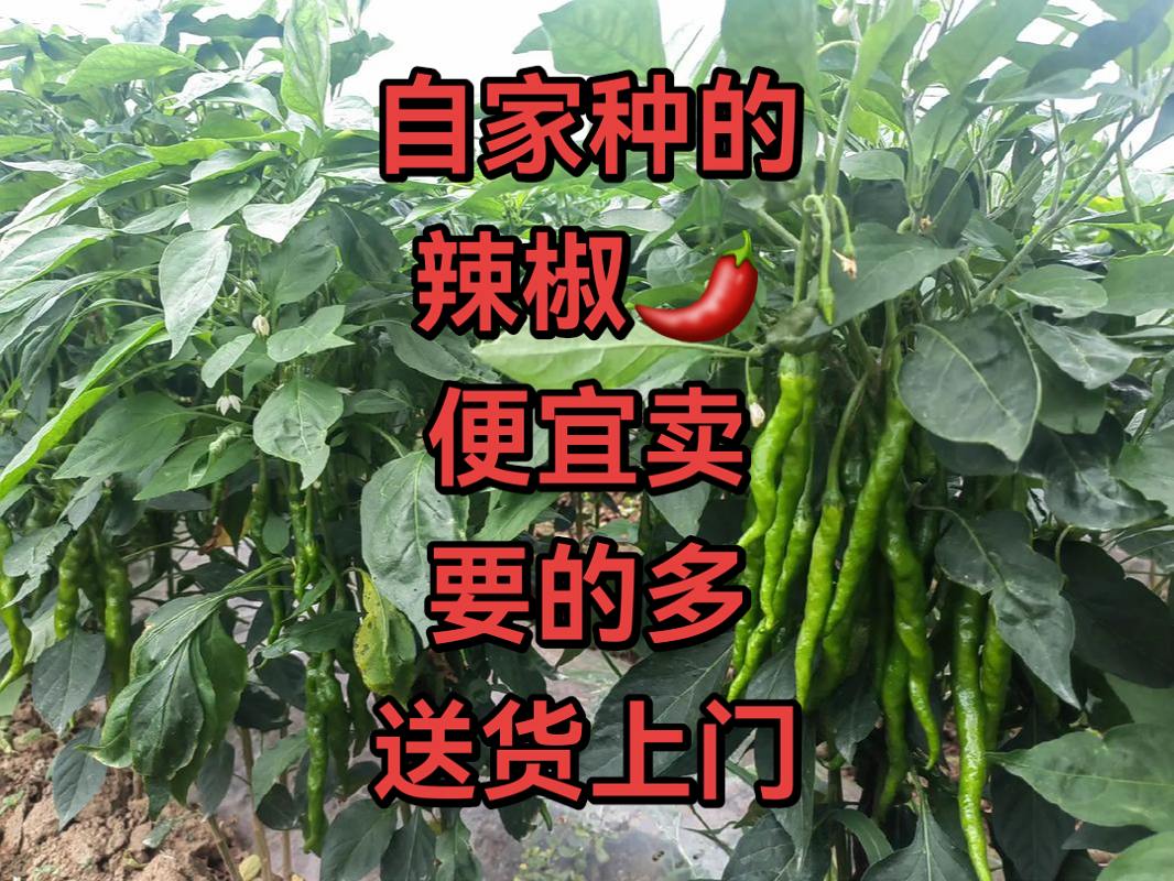 自家种植的辣椒🌶。便宜处理