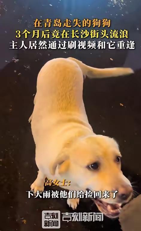 家里的狗狗走丢三个月，没想到居然在千里之外的地方自己回来了，这缘分真是没谁了！