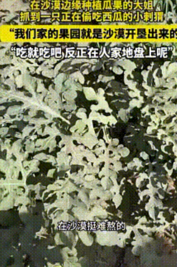 “活该发财！”7月8日，一女子发现一只刺猬在吃自家种的西瓜，没有赶走，反而任其啃