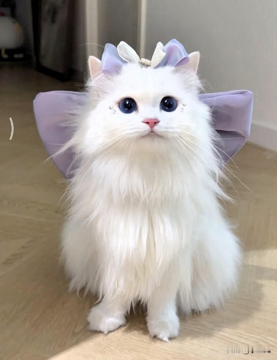 我家猫真的越来越像人了。我坐着玩手机，它会悄悄跳上来，用脑袋蹭我手求摸；我假