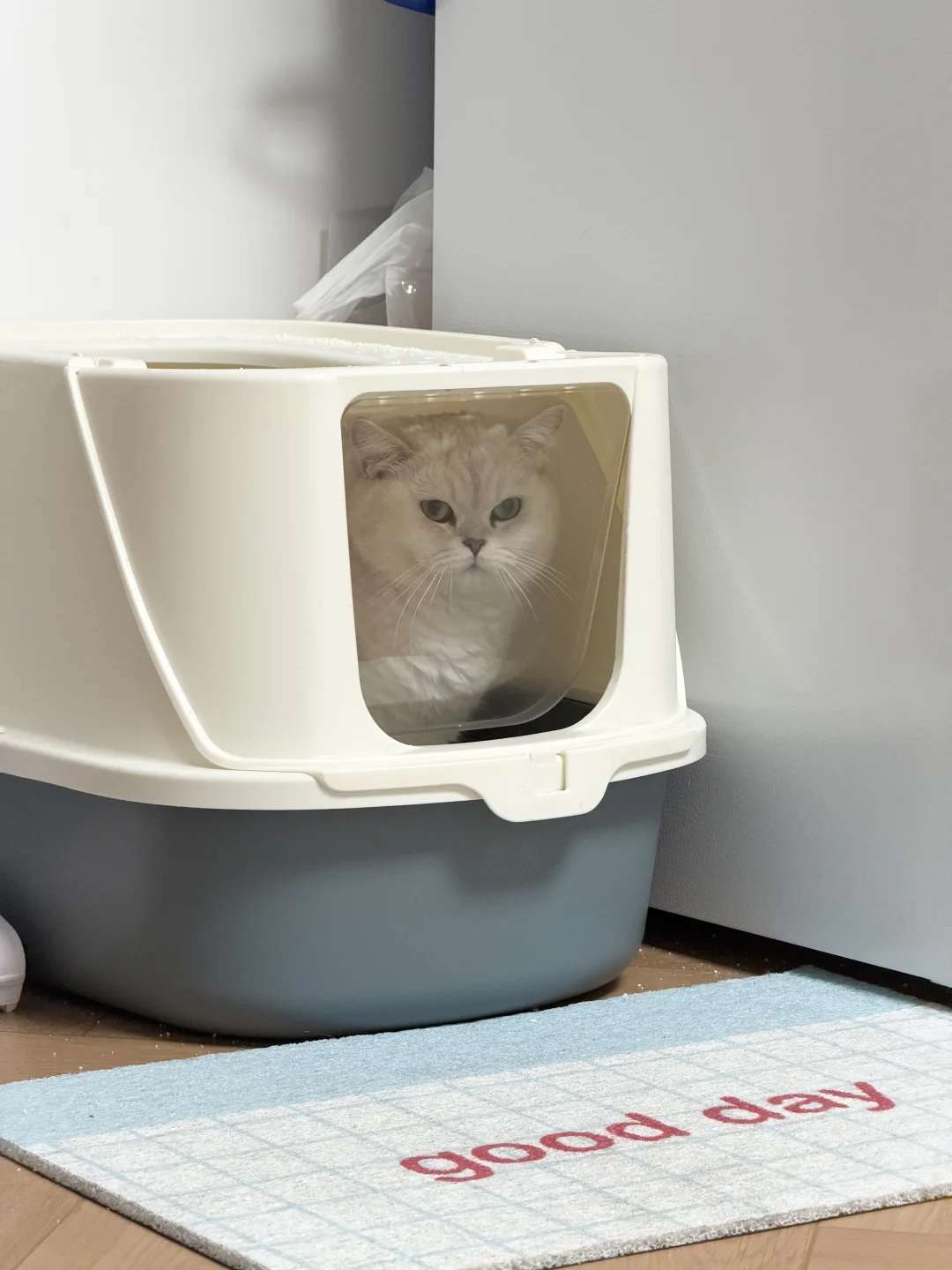 上厕所都这么迷人的猫没人看？