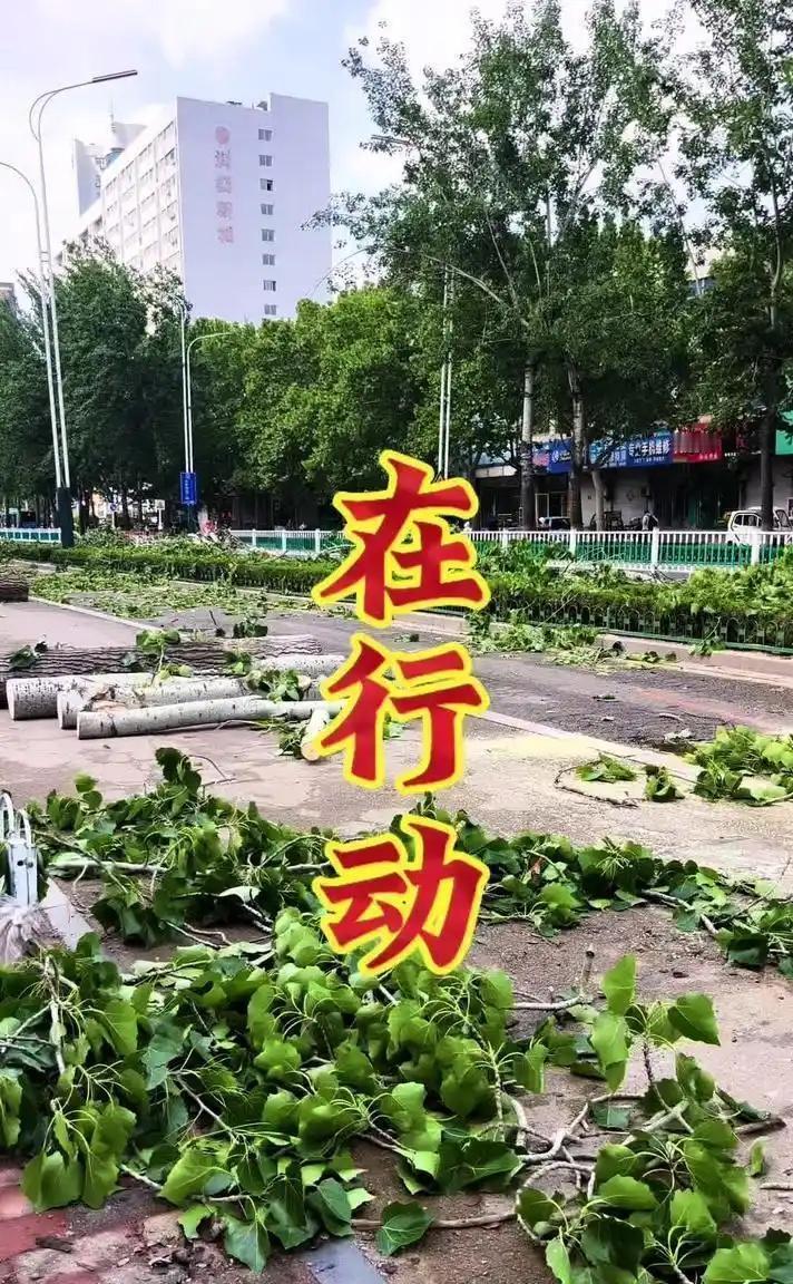 这是真的吗？听说山东潍坊为了抑制杨树飞絮已经开始砍伐杨树了这样做当然可以治