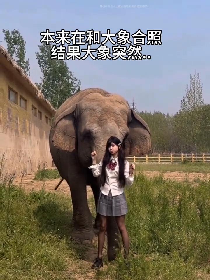 本来在和大象合照，结果大象突然昏迷。