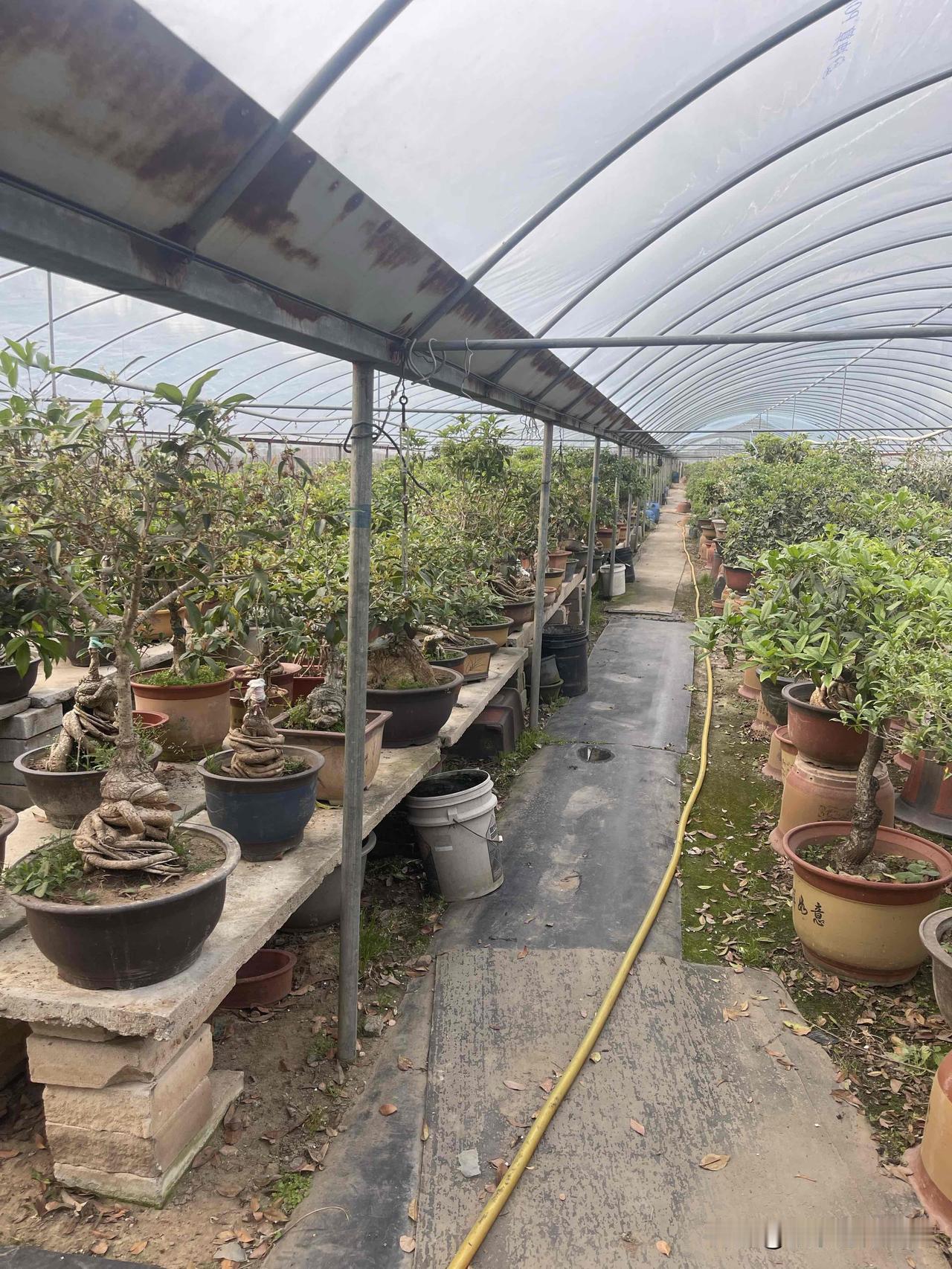 有人和我一样喜欢盆景的吗?以前我对盆景没啥感觉，可随着年龄增长，竟不知不觉喜欢上