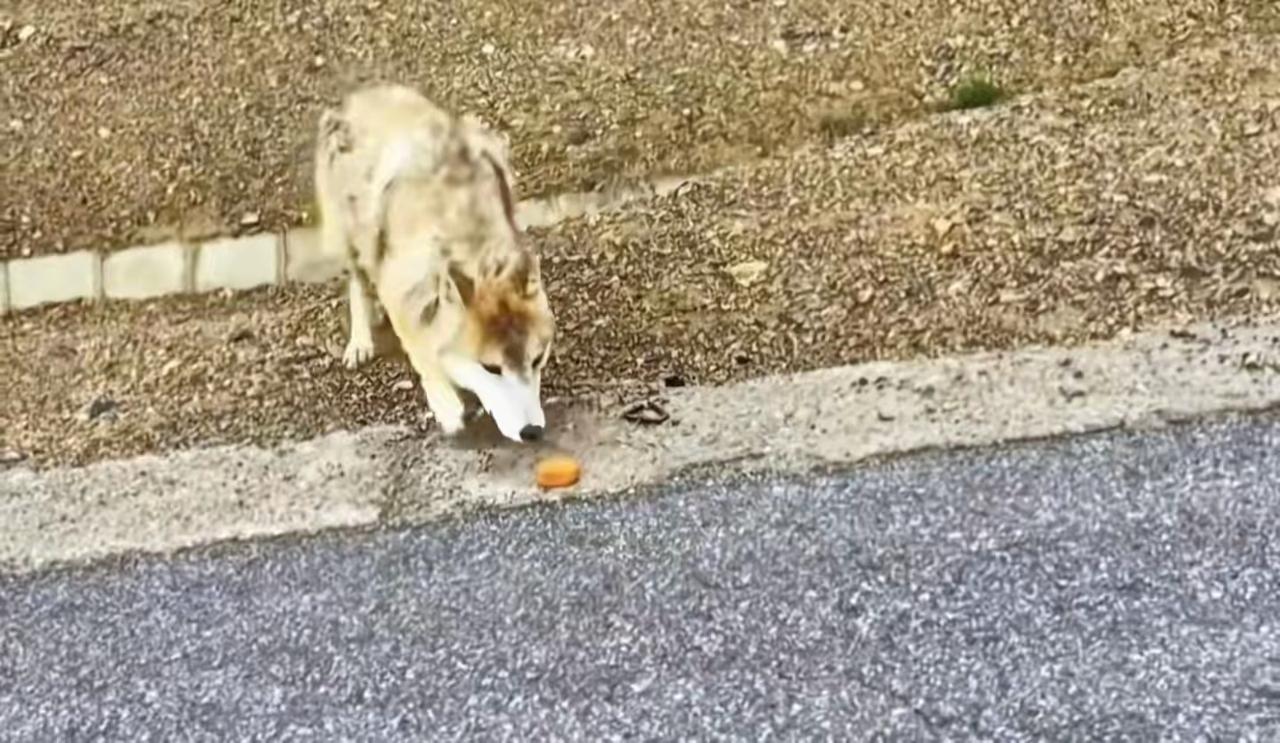 原来可可西里的野狼变成狗，只需要一个蛋黄派[呲牙笑]这头几年前被狼王驱赶出狼群的
