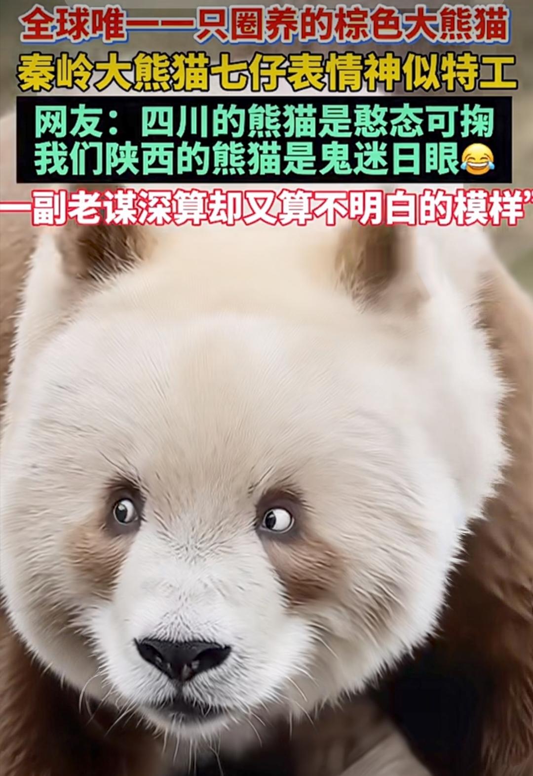 陕西这只熊猫火成“表情包顶流”！全球唯一棕色熊猫，表情像“算不清账的特工”。