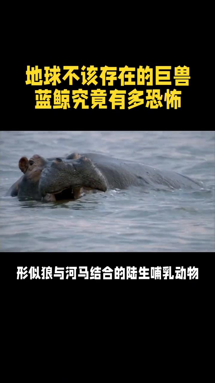 地球不该存在的巨兽，蓝鲸究竟有多恐怖？在地球生命演化史上，蓝鲸是独一无二的存在