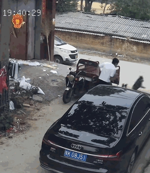 这智商绝了！”河南许昌，一男子外出遛狗，突然被自家德牧和边牧冷不防撞踉跄一下，