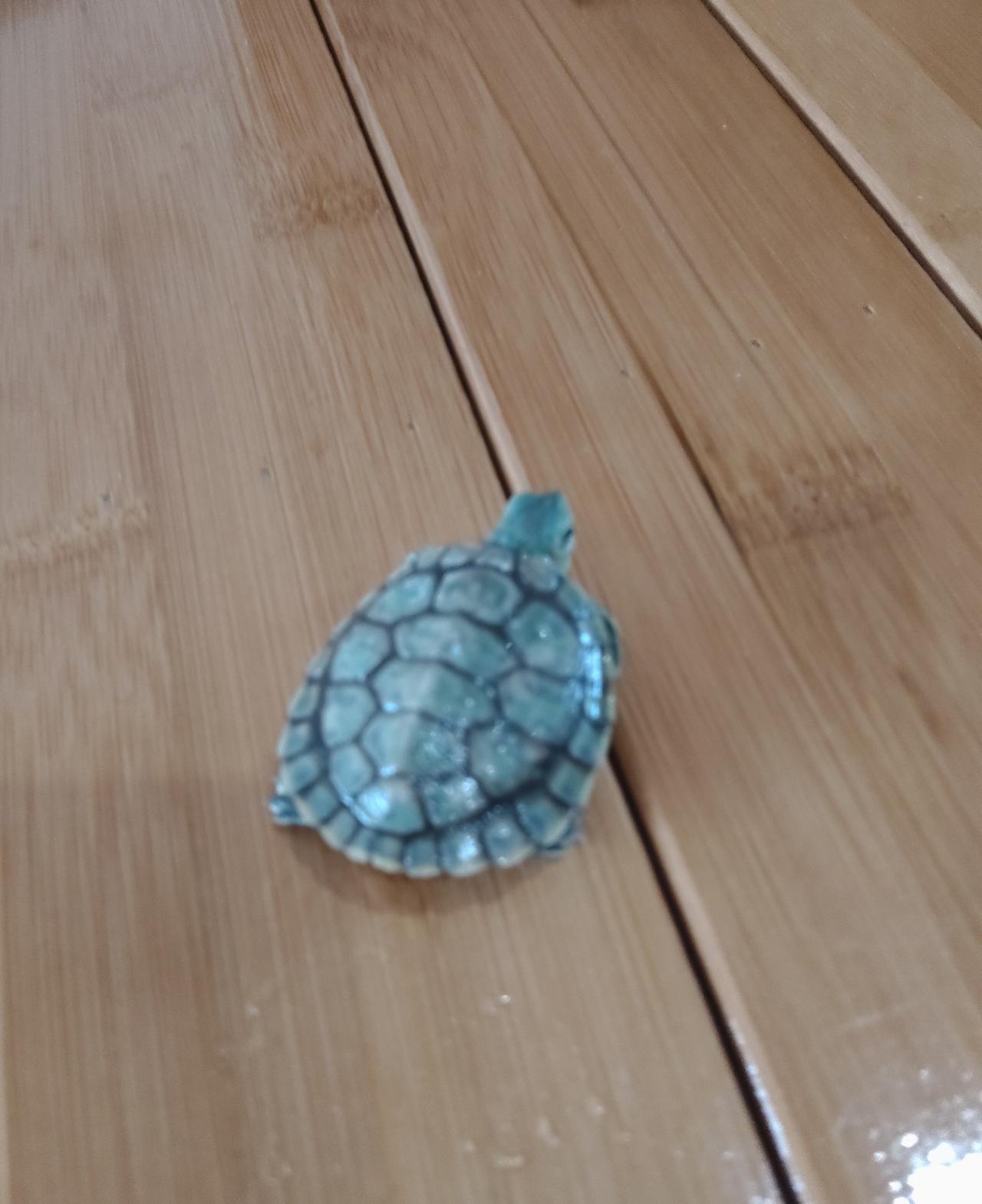 我家养了一只小巴西龟，有次我给点瘦猪肉他吃，发现他特别喜欢吃，前天，我家买了个猪