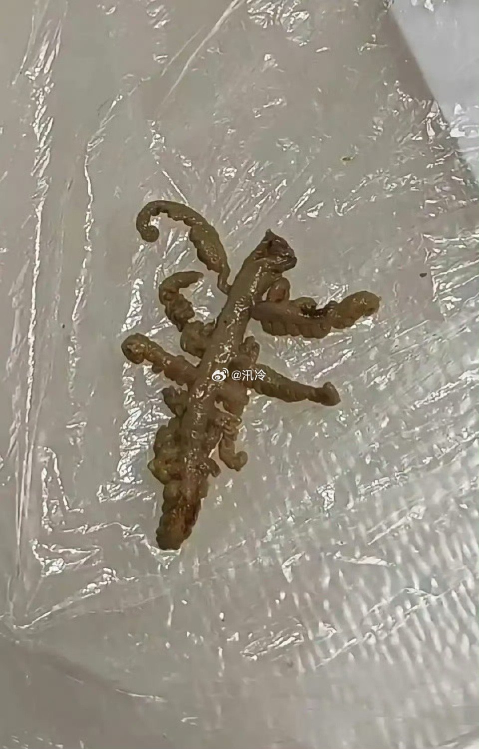 麻辣烫里吃出来的这是什么？