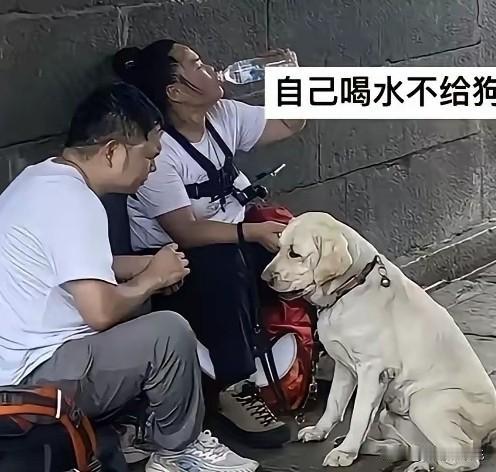 那对爬泰山的盲人夫妻，现在应该肠子都悔青。本想着和以往一样拉着导盲犬爬山，吸