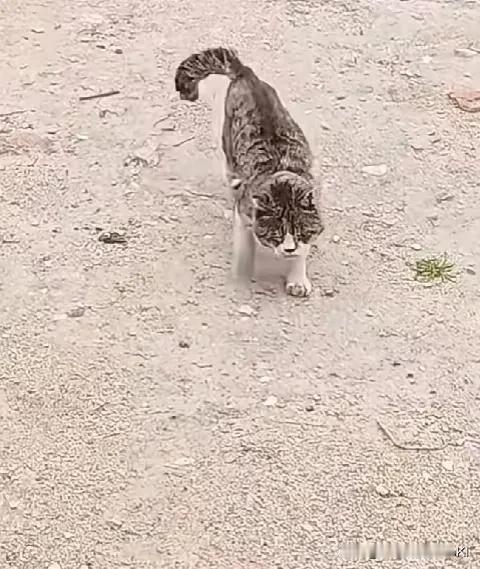 这是我养了18年多的猫咪，它现在的年龄类似于人类的百岁老人了，老的已经听不清声音