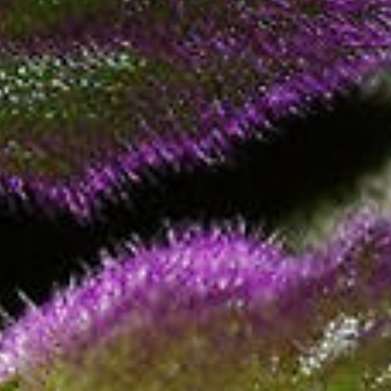 紫鹅绒（紫绒三七，小众丝绒观叶盆栽）植株实拍特征整株叶片、茎秆铺满细密紫红色天鹅