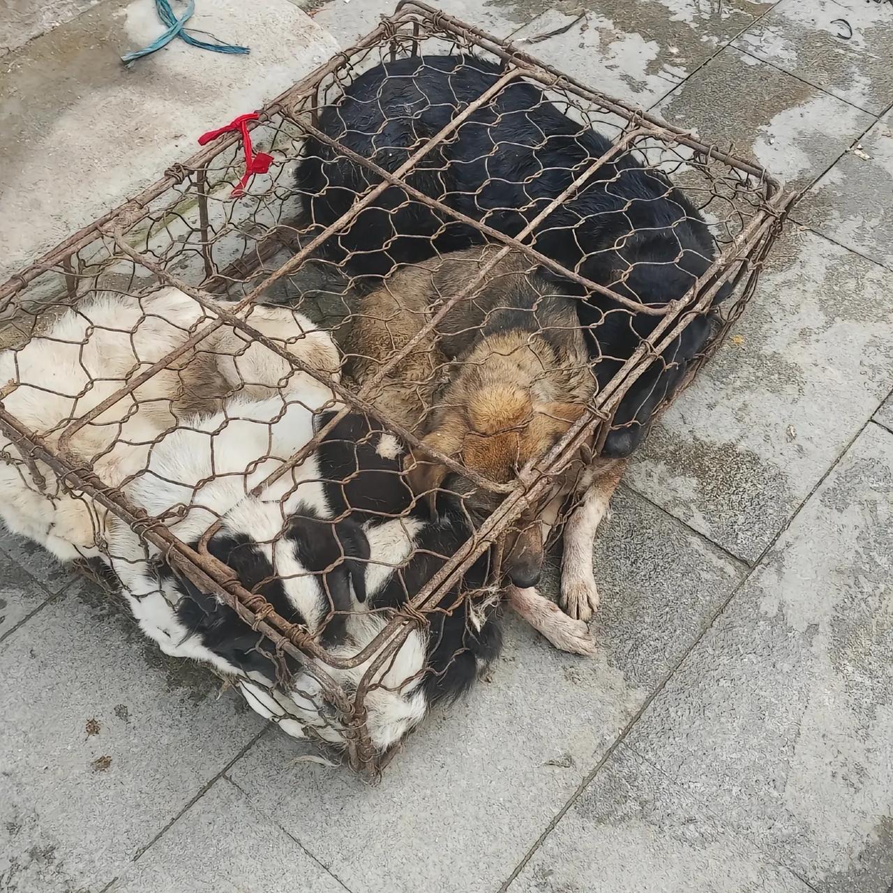 被狗贩子抓捕回来的流浪狗，就这么静静的平躺在台阶上，此时的她们在怎么努力都于事无