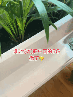 论搬起石头砸自己的脚，挺好的！在英国的中国网友分享，她上班看到非常好笑的一幕，