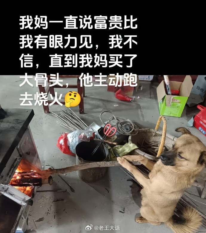 富贵:要不是家里偏心谁上学还不一定呢