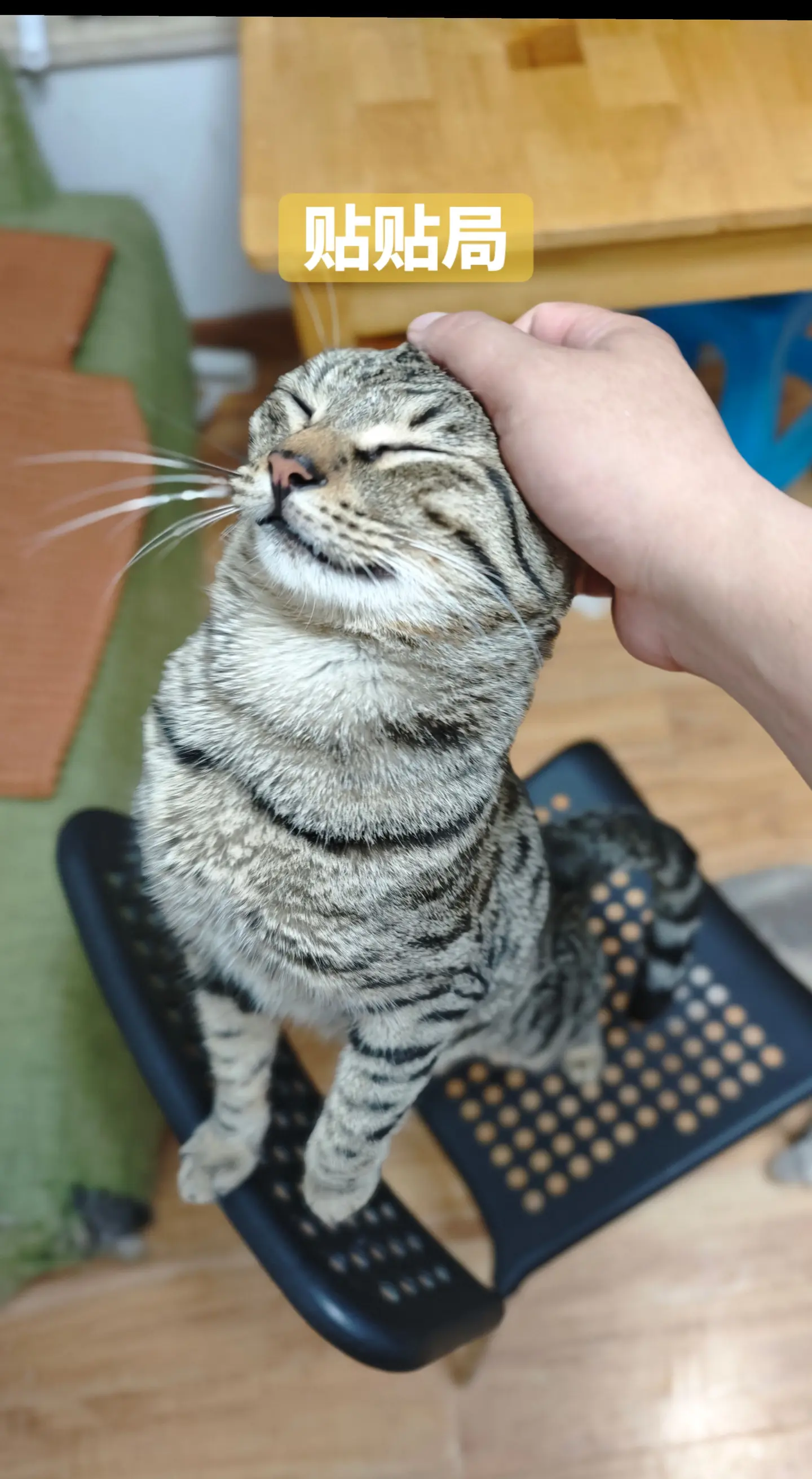 有没有那么一瞬间，你觉得你的猫也很爱你～