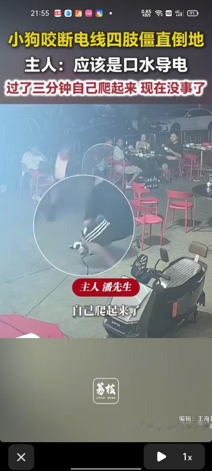 7月14日，河南信阳。店主发布视频，自家小奶狗咬断电线，四肢僵直倒地，应该是它嘴