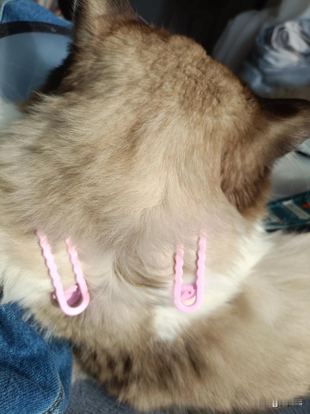 给毛孩子做驱虫，不想戴伊丽莎白圈，那就抱着吧[呲牙笑]……我算不算惯孩子？[笑