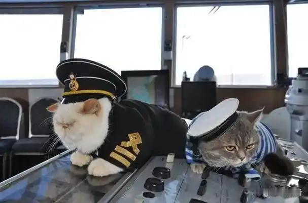 航母上为什么要养猫？是为了抓老鼠？那你就错了，现在航母上的猫可不是为了抓老鼠，而