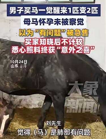这下后悔到拍大腿!山东大哥买匹母马,卖家瞅着马精神差、跑不动,以为是肺病,偷偷急